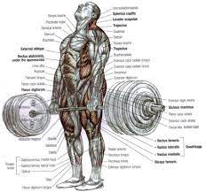 muscle deadlift